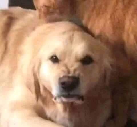 A close-up of a golden retriever with a slightly downturned mouth and a resigned, unimpressed expression, looking directly…
