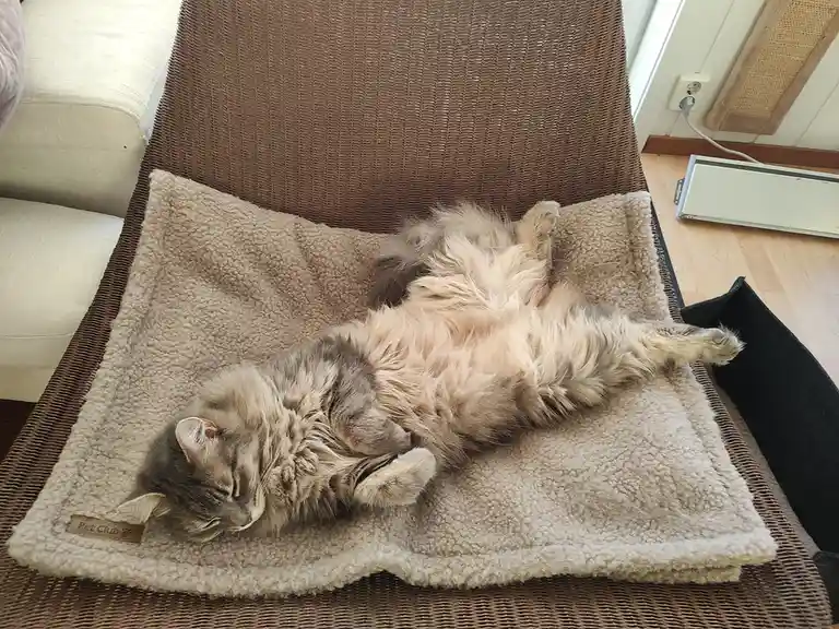 A fluffy, long-haired tabby cat is lying on its back on a beige fleece pet bed placed on a brown wicker chair, exposing its…