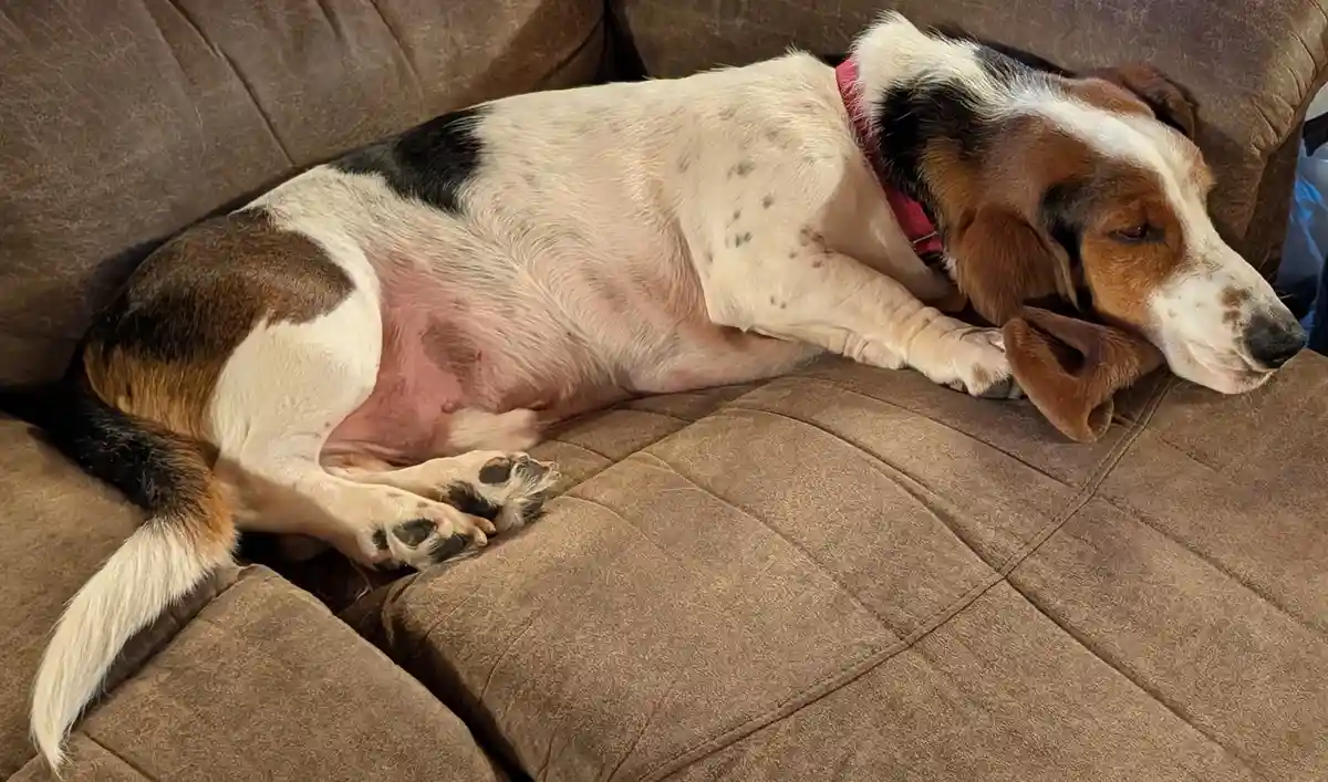 A tricolor beagle-like dog is lying on its side on a brown couch, exposing its bare, pink belly. The dog has long floppy…
