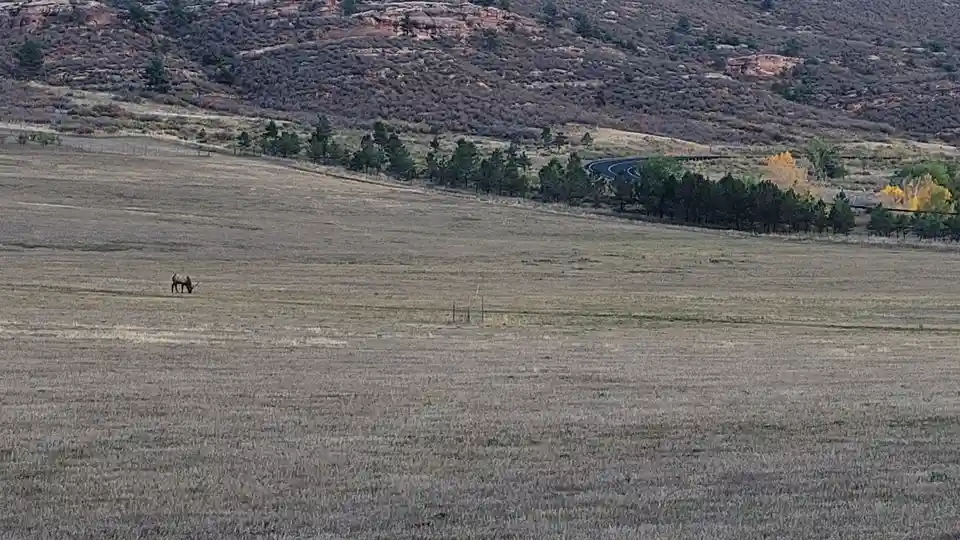 A lone elk stands in a vast, dry grassy field, grazing peacefully. In the background, a winding road curves past a line of…