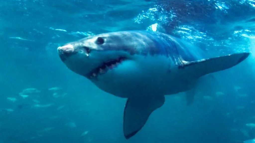 A large great white shark swims near the ocean surface with its mouth slightly open, showing teeth, in clear blue water with…