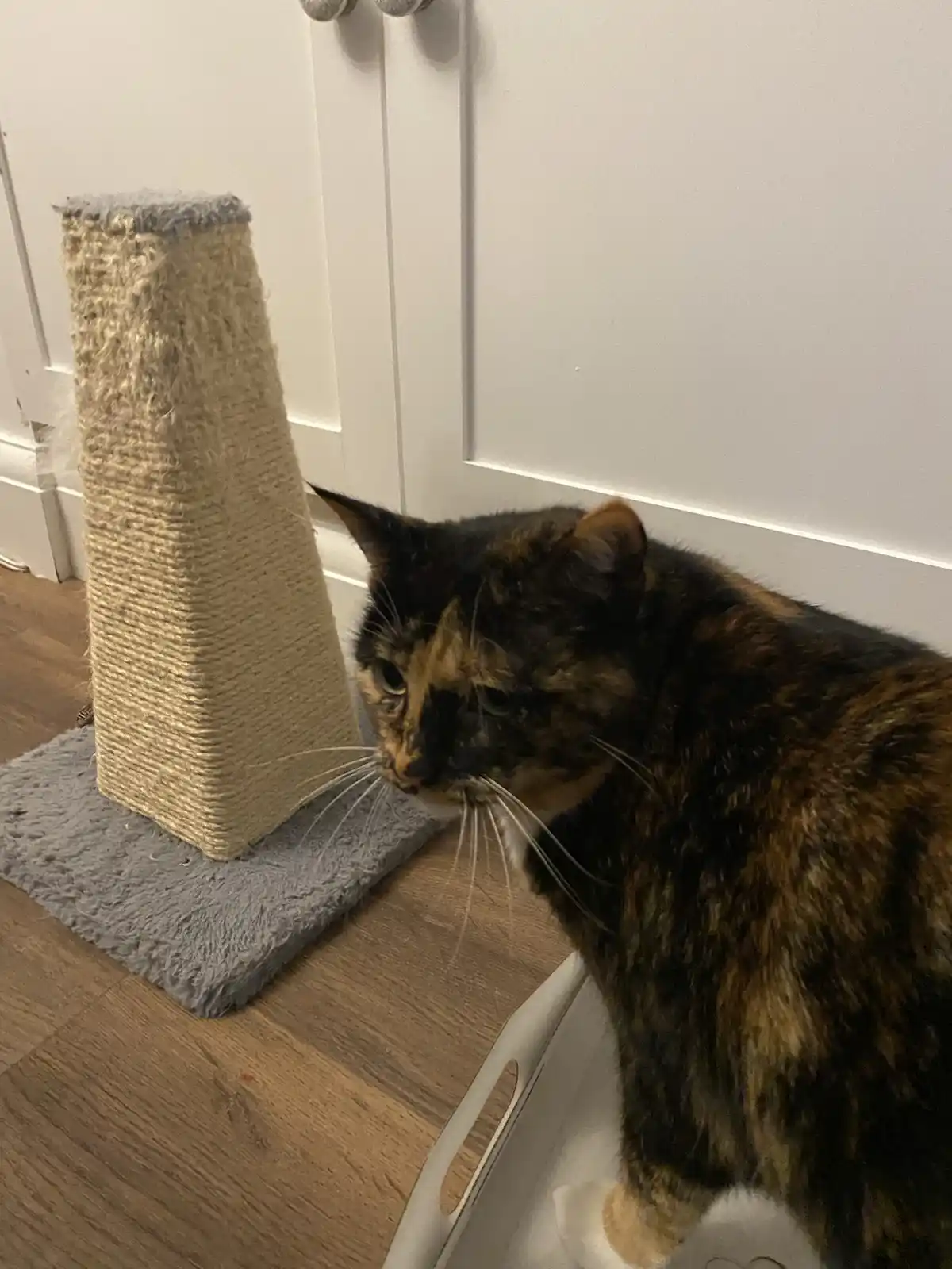 A tortoiseshell cat with a bored, unimpressed expression stands beside a cat scratching post, looking away from it. The cat…