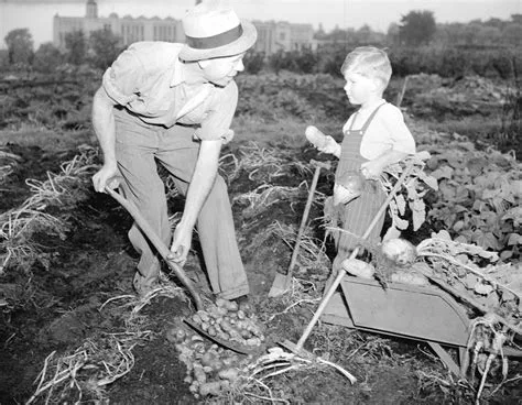 A black-and-white photo shows an adult man in a hat and overalls digging up a large pile of potatoes with a shovel in a…