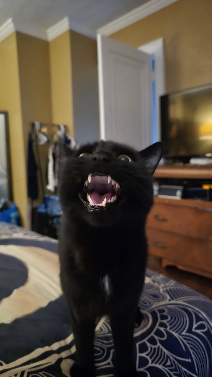 A black cat stands on a patterned bedspread in a bedroom, its mouth wide open showing teeth and tongue in an aggressive or…