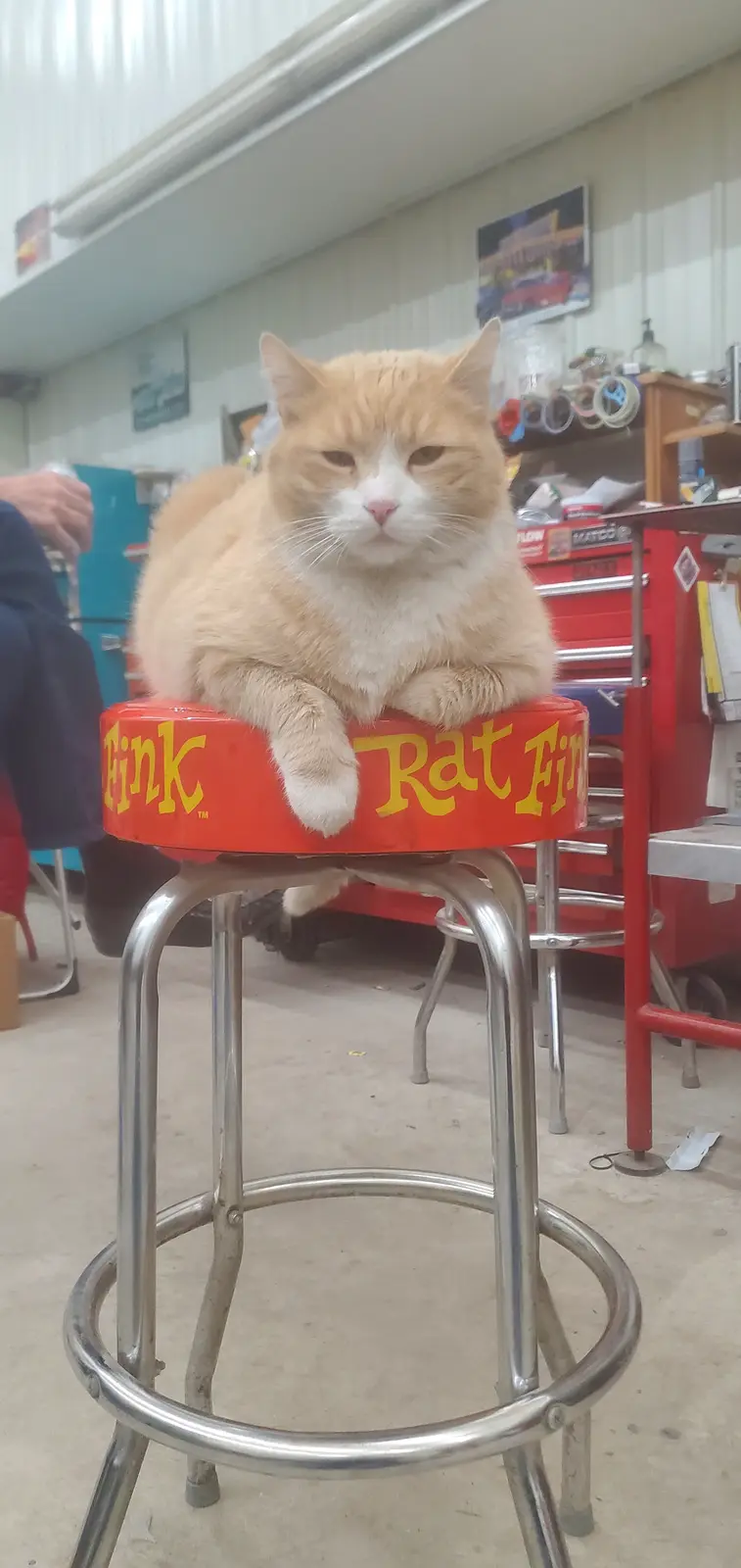 An orange and white cat sits regally on a red 'Rat Fink' branded bar stool in what appears to be a garage or workshop…