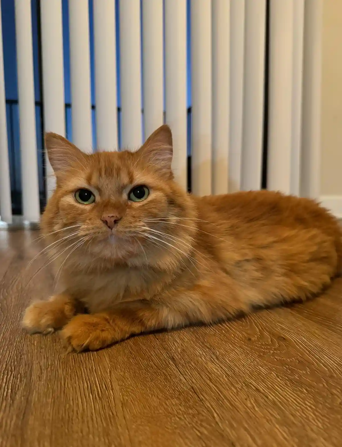 An orange tabby cat with green eyes lies on a wooden floor, looking directly at the camera with a stern, unimpressed…