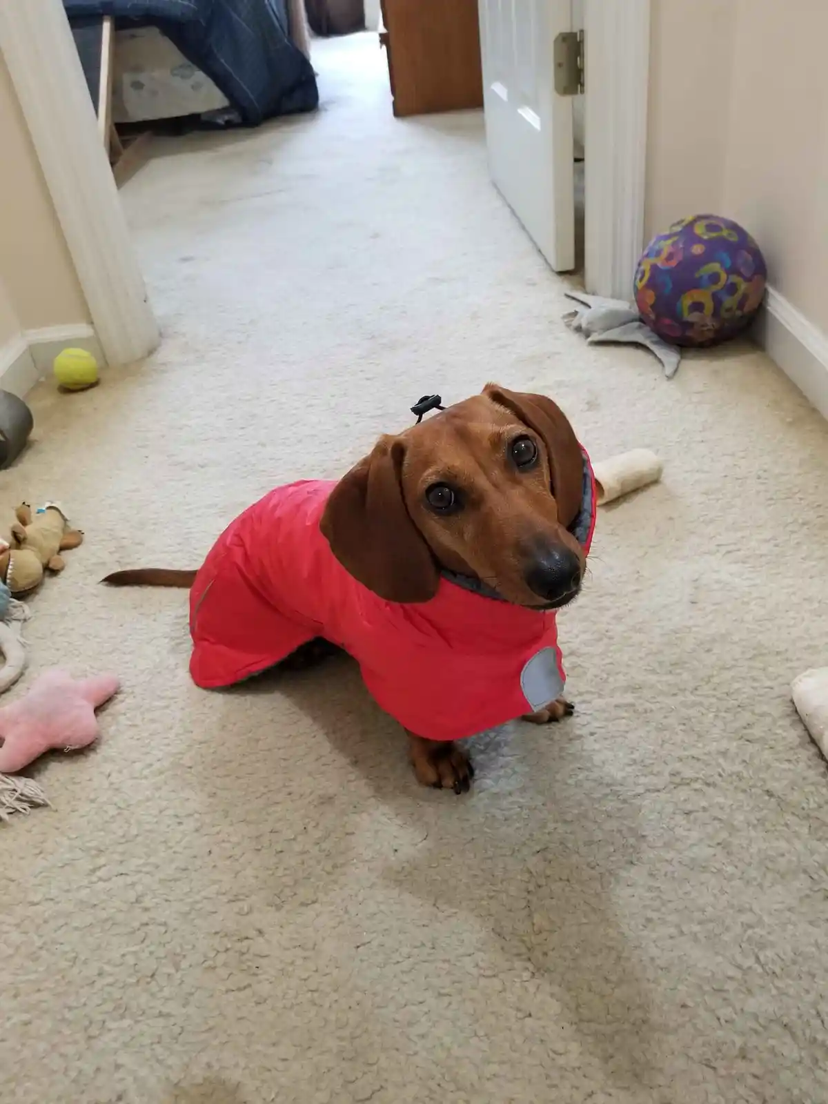 A brown dachshund wearing a bright red puffer-style dog coat with a grey reflective patch sits on a beige carpet, looking up…