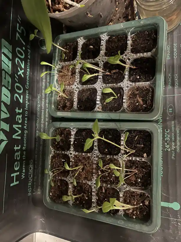 Two green seedling trays with soil and small sprouts are placed on a black heat mat labeled 'Heat Mat 20"x20.75"'. The mat…