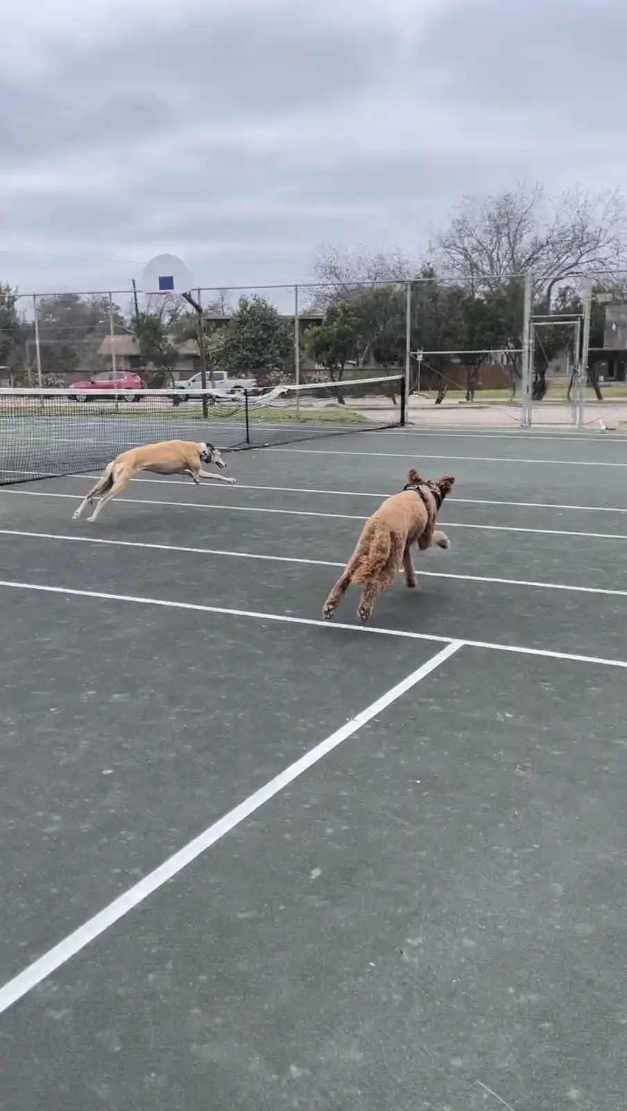 Intermission Dogs: The Speedy Stars of the Show