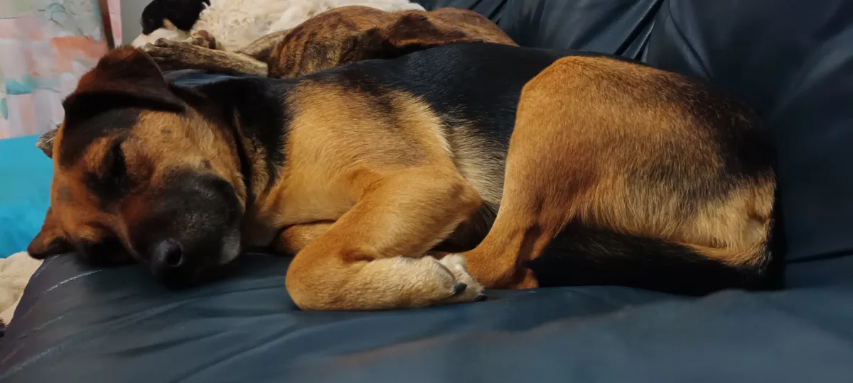 A German Shepherd dog is sleeping soundly on a dark blue couch, curled up with its head resting on the cushion. Behind it…