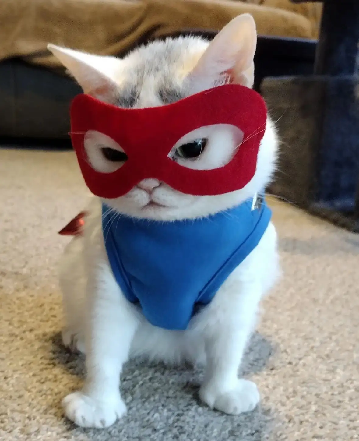 A white and gray cat sits on a carpeted floor wearing a red superhero mask and a blue cape, looking unimpressed. The…