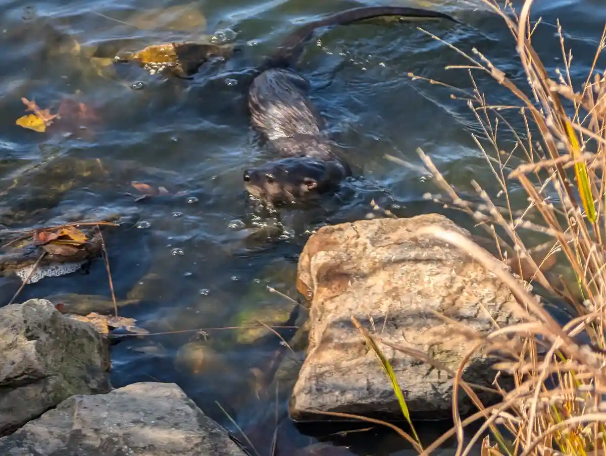 An otter swims in clear water near rocks and dry grass, its head and back visible above the surface. The image has text…