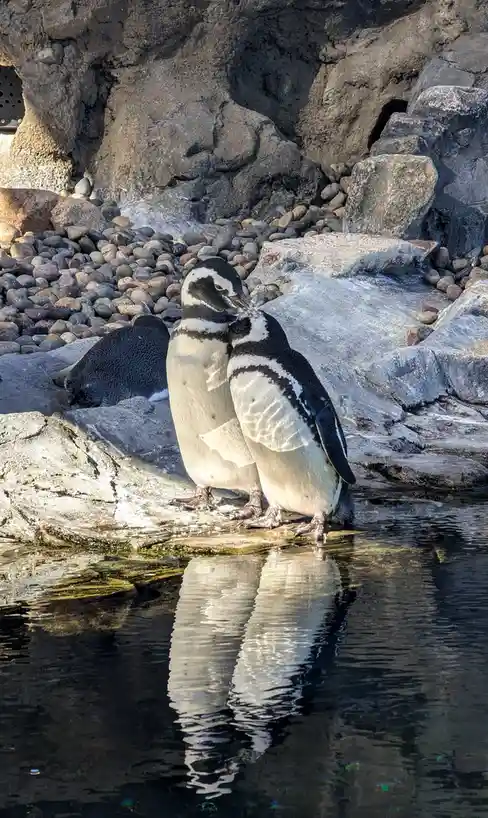 Two penguins stand close together on a rocky ledge beside water, their reflections visible in the surface below. A third…