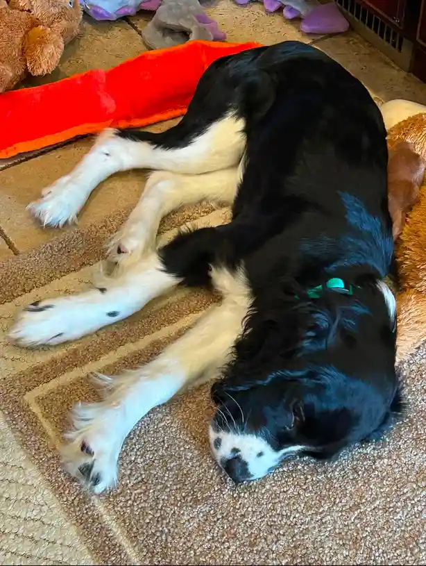A black and white dog is lying on its side on a patterned carpet, appearing deeply asleep with its legs splayed out…