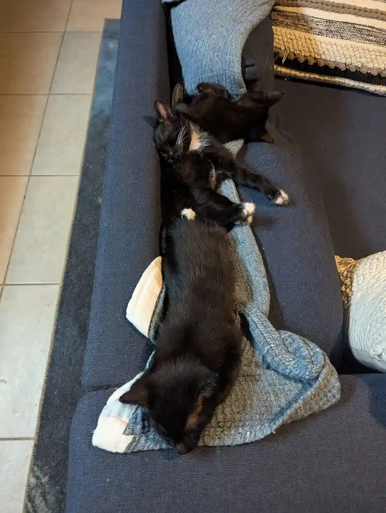 three black kittens are sleeping in a row on a dark blue couch, each resting on a denim jacket draped over the armrest. The…