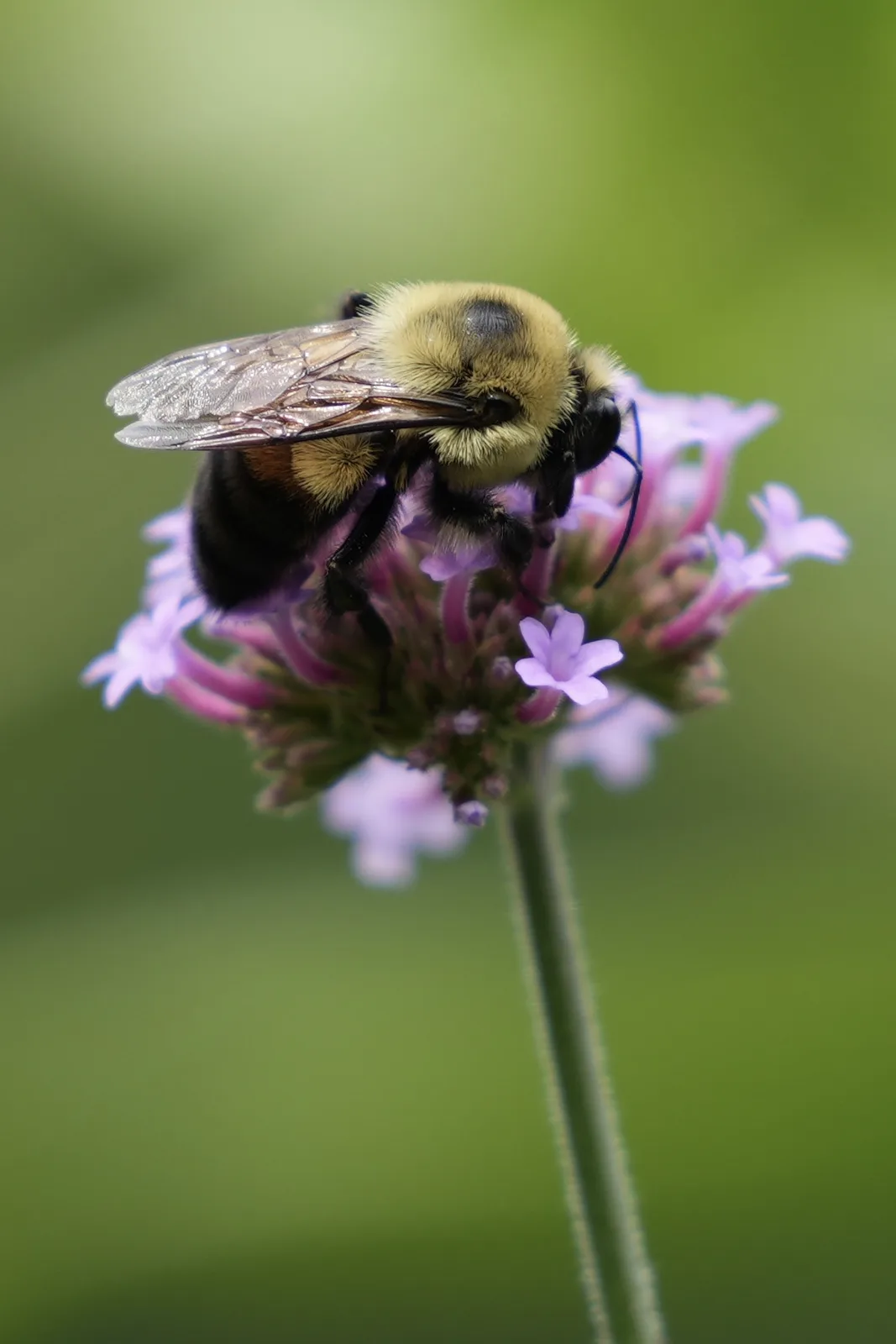 Life is Busy and Buzzy: Embracing the Chaos