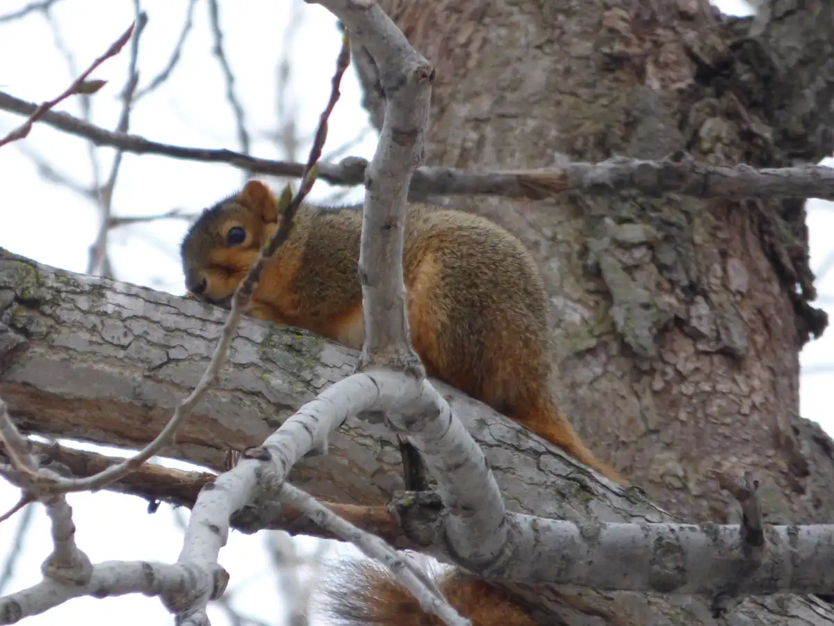 A small brown squirrel is curled up and resting its head on a tree branch, appearing sleepy or tired. The image shows the…