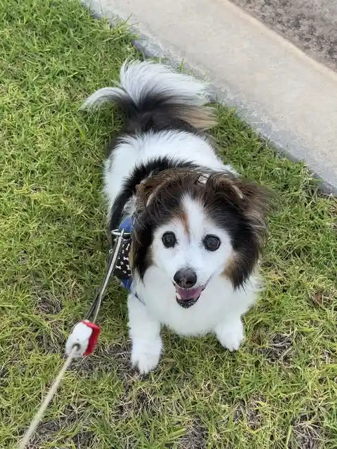 A small, fluffy dog with white, black, and brown fur sits on green grass next to a sidewalk, looking up at the camera with…