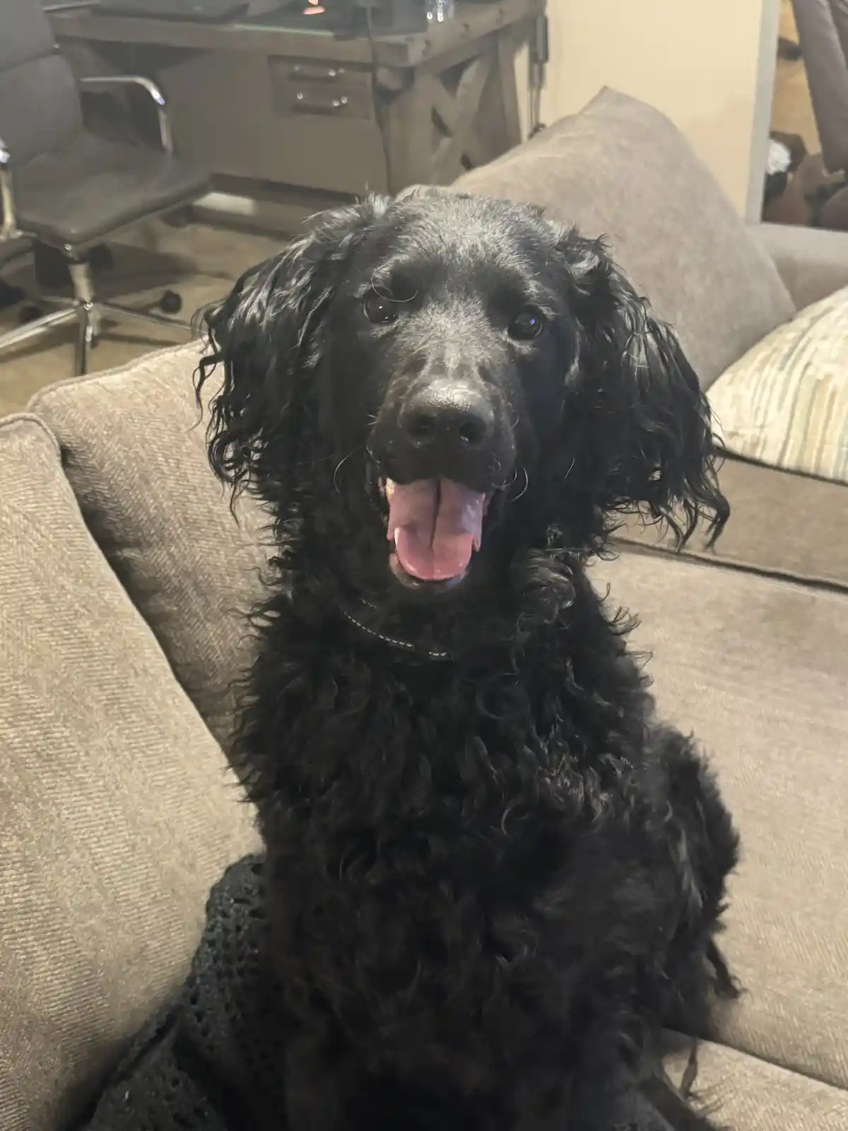 A black, curly-haired dog with a happy, tongue-out expression sits on a beige couch in a living room. The dog is looking…