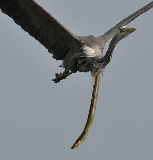 A grey heron is captured mid-flight against a plain grey sky, wings spread wide, clutching a long, slender snake in its…