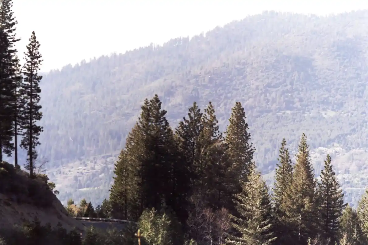 A scenic photo of a forested mountain landscape with tall pine trees in the foreground and a hazy, tree-covered hillside in…