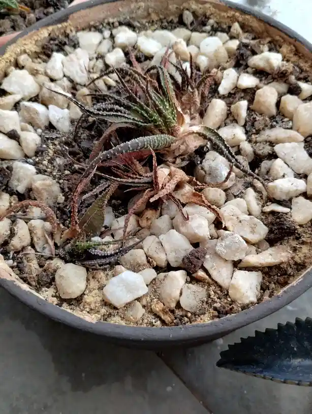 A close-up photo of a small succulent plant in a terracotta pot, surrounded by white gravel and soil. The plant has some…