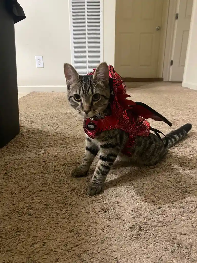 Celebrating My 12th Cake Day with an Adorable Demon Kitty!