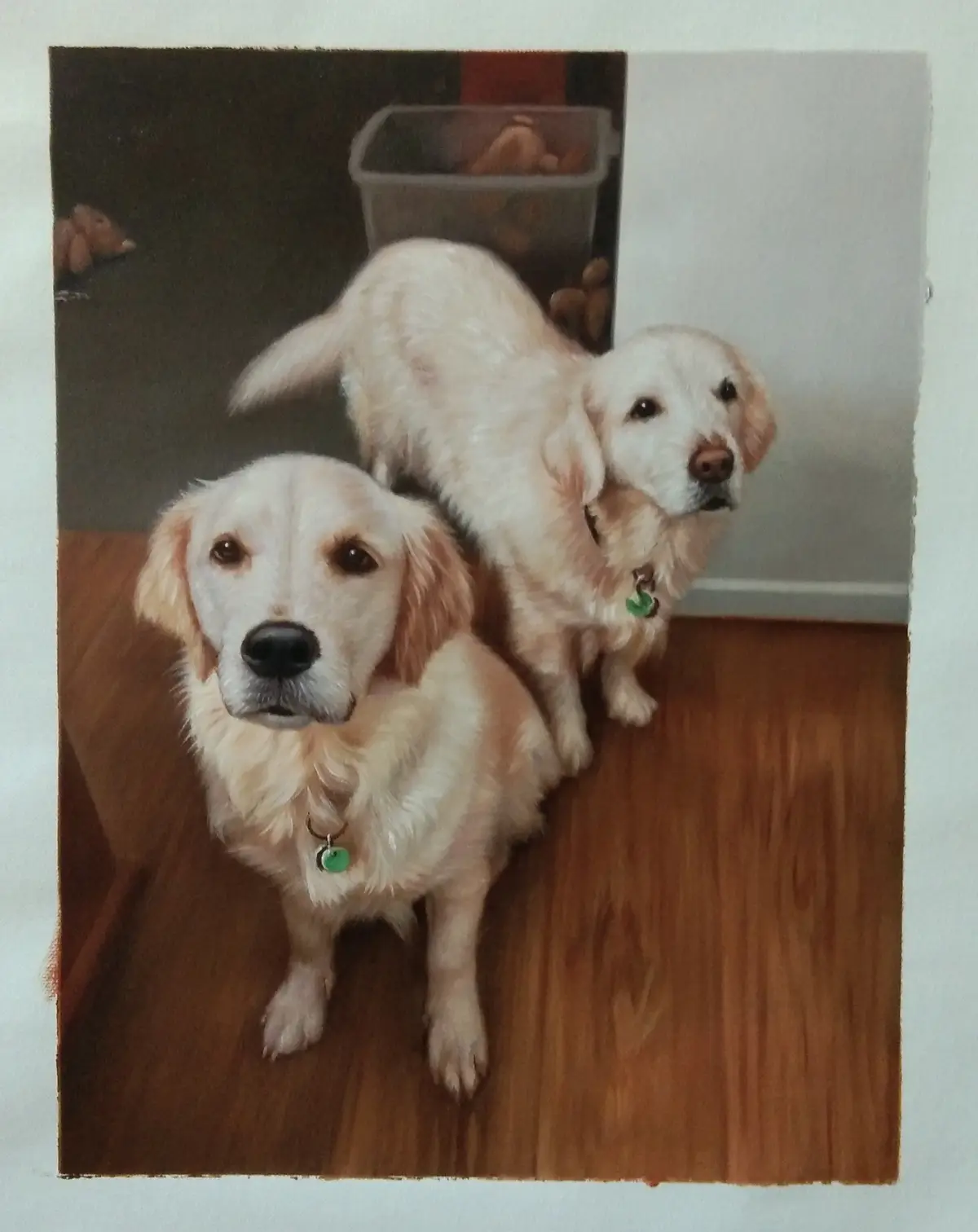 Two golden retrievers are pictured indoors on a wooden floor; one sits in the foreground looking up, while the other stands…
