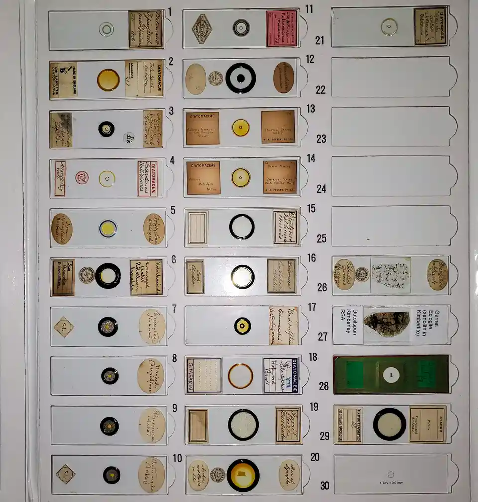A close-up of a scientific slide collection with 30 labeled compartments, each containing a small circular specimen under…