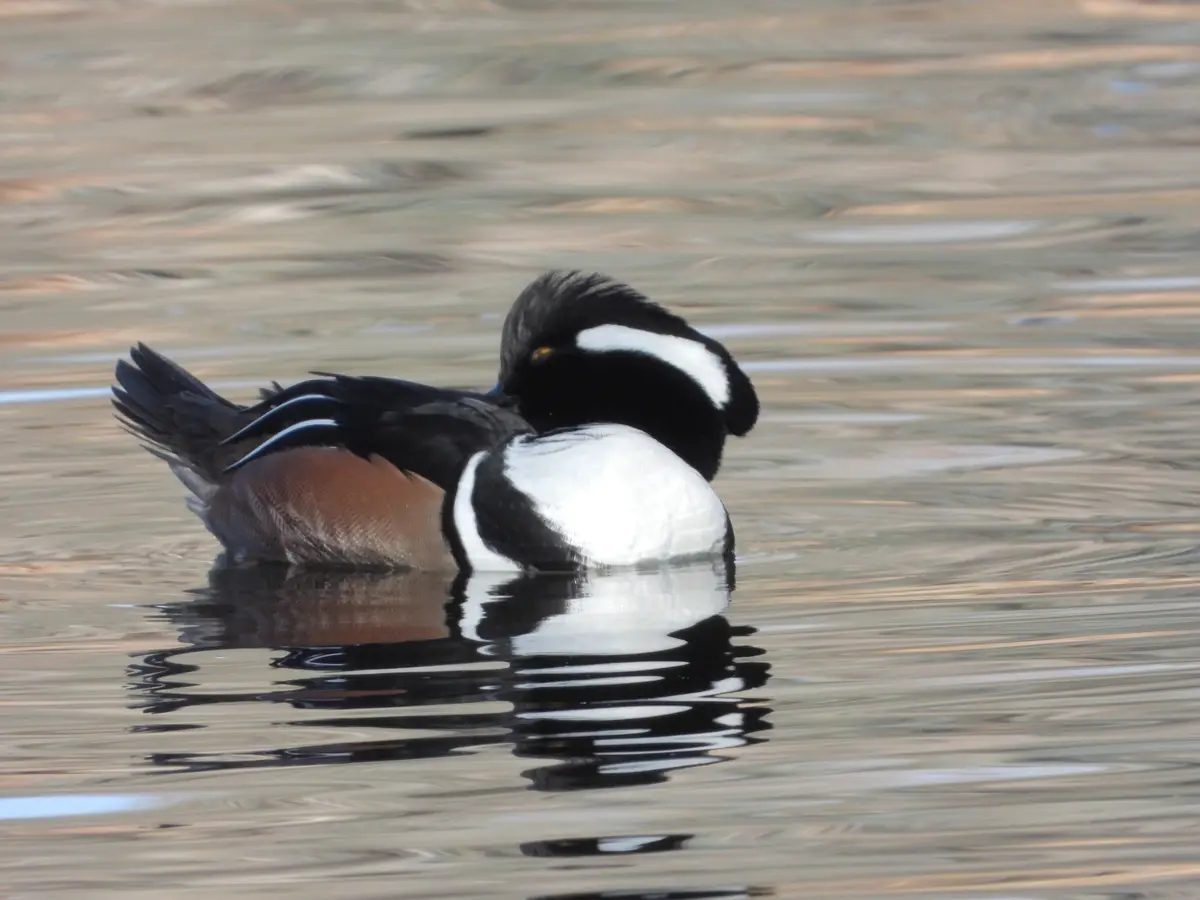 A male hooded merganser duck is floating on calm water, preening its feathers with its head tucked into its back. The duck…