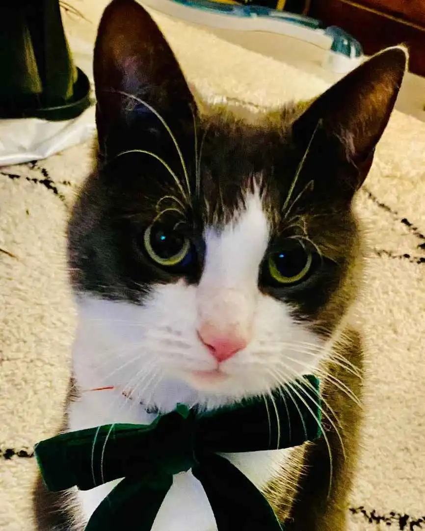 A close-up photo of a black and white cat with large, expressive green eyes and a pink nose, looking directly at the camera…