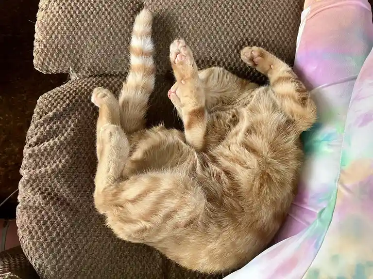An orange tabby cat is lying on its back on a brown textured couch, exposing its belly and all four paws, with a colorful…
