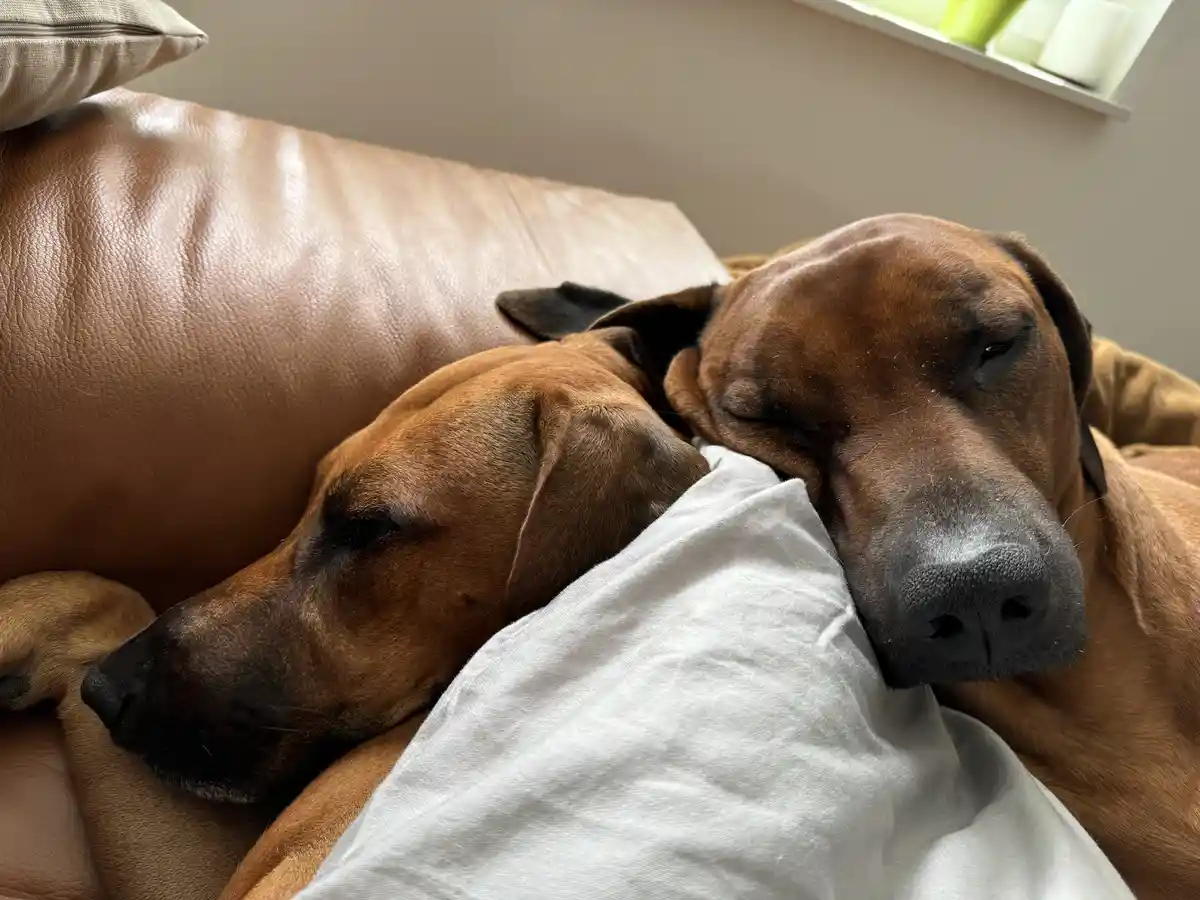 Two brown dogs are sleeping peacefully on a brown leather couch, their heads resting on a white pillow or blanket. The image…