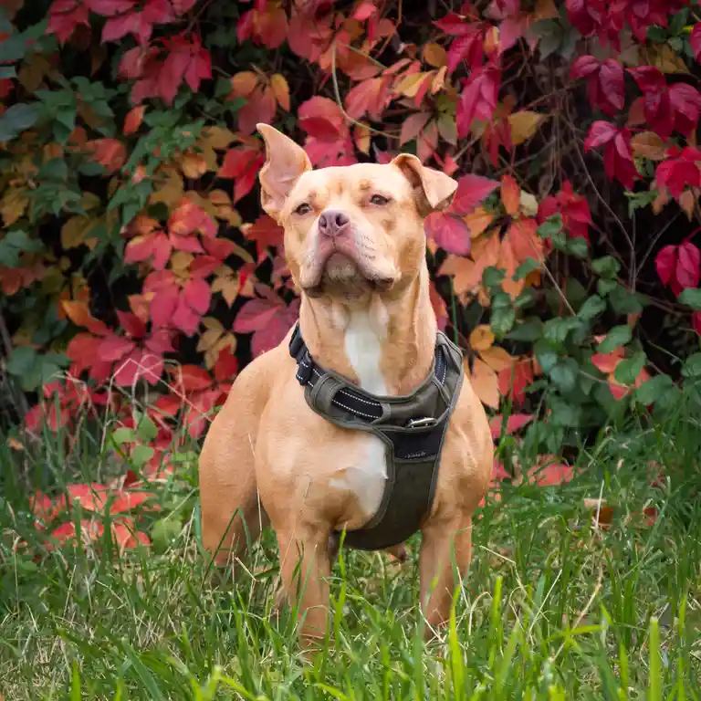 A tan dog with a white chest stands in green grass in front of a wall of red and green autumn leaves, wearing a black…