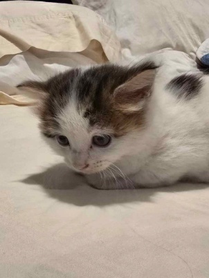 A small, fluffy kitten with white and gray fur lies on a rumpled white bedsheet, looking down with large, sad eyes. The text…