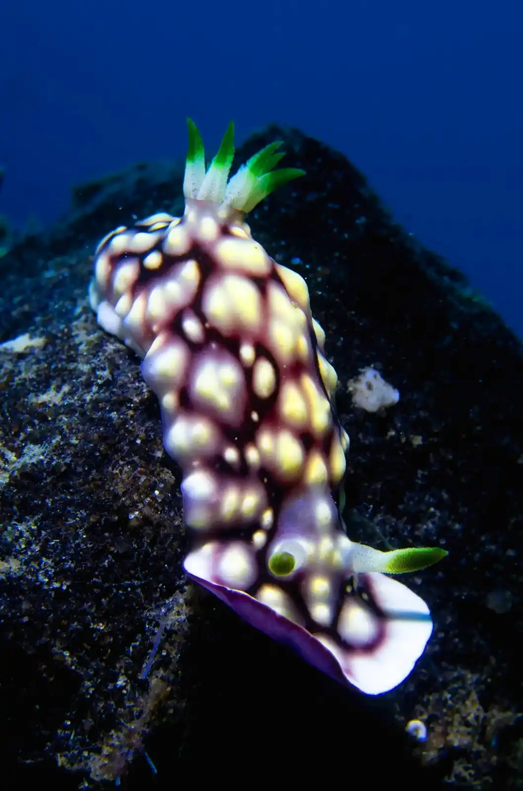 A vibrant, colorful sea slug with yellow bumps, purple and white body, and green-tipped appendages crawls on a dark…