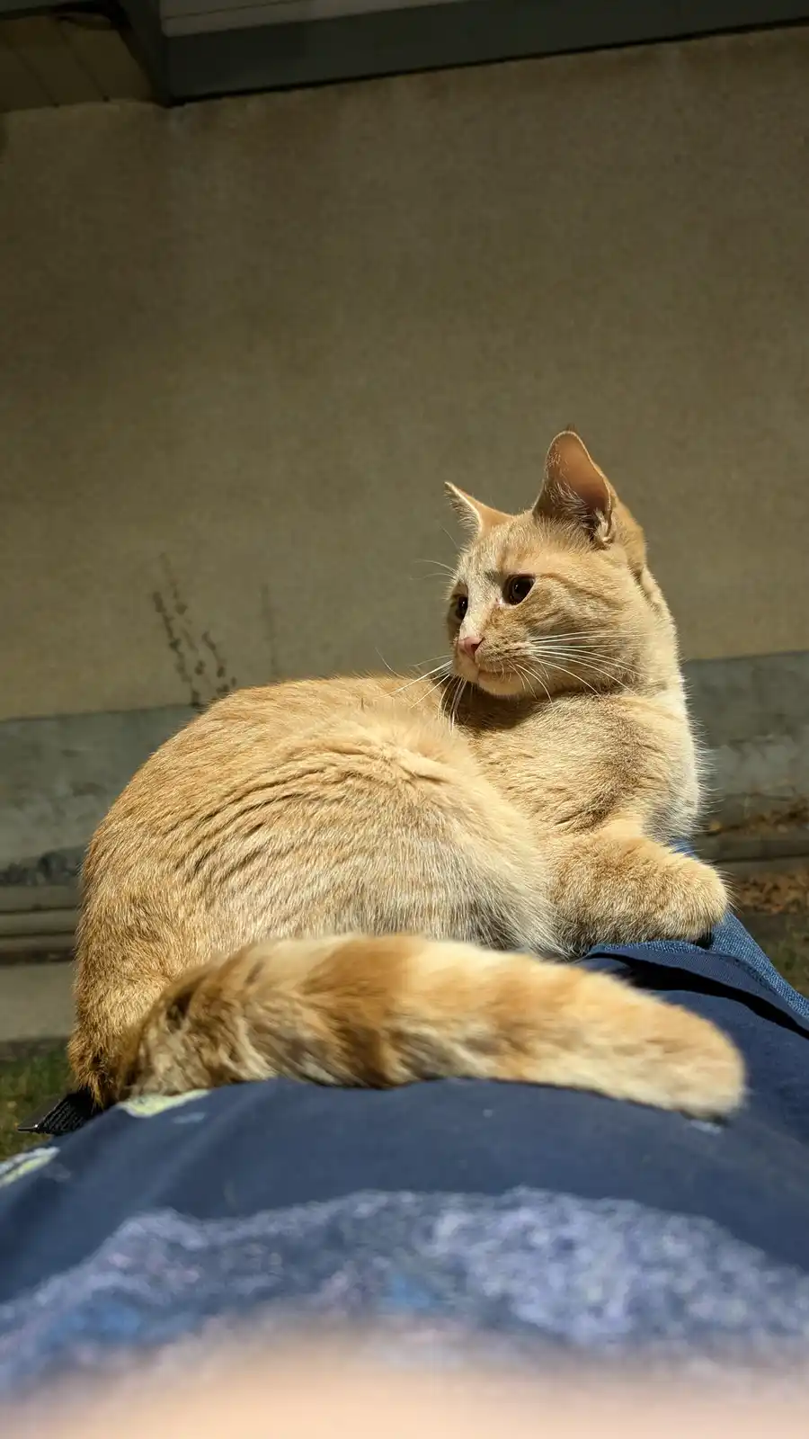 An orange tabby cat is lounging comfortably on a person's lap, which is covered by blue fabric, possibly jeans. The cat is…