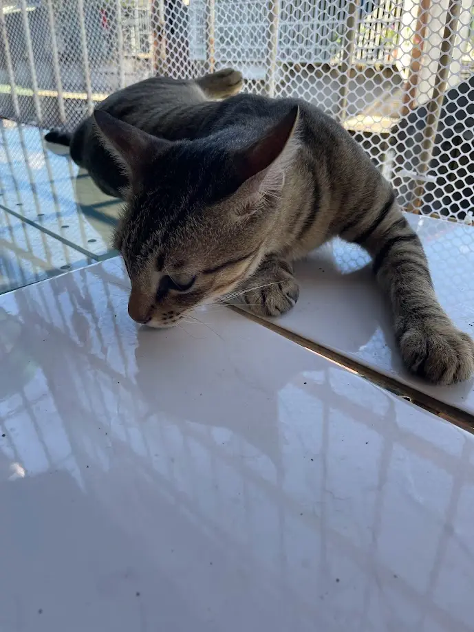 Adorable feline antics that will steal your heart