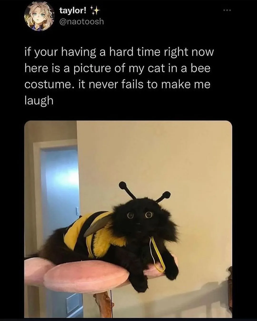 Adorable cat dressed as a bee steals the show