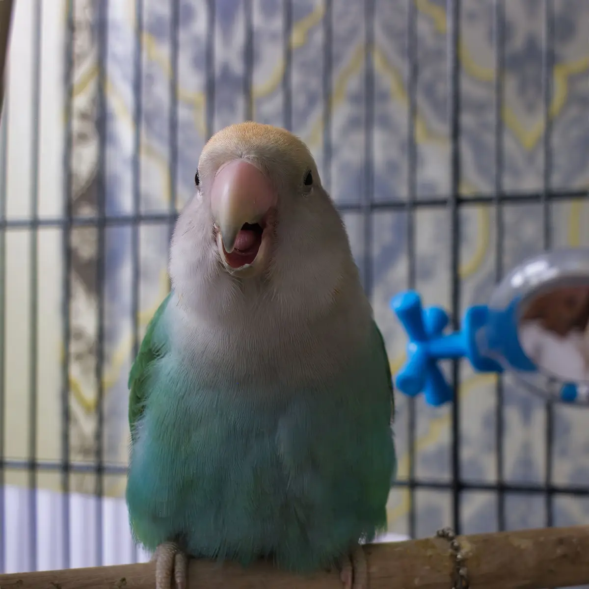 A close-up photo of a light green and white lovebird with a peach-colored beak, perched on a wooden stick inside a cage. The…