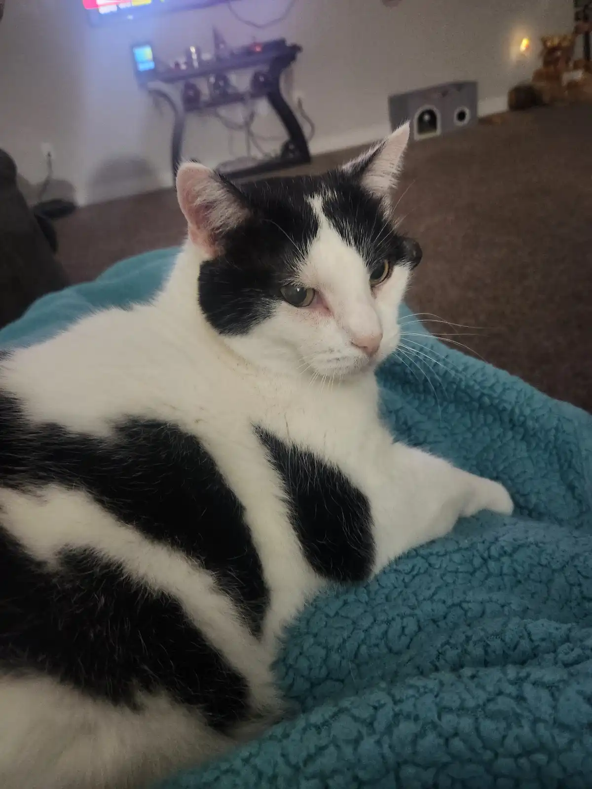 A black and white cat with a sleepy, unimpressed expression lies on a teal blanket in a dimly lit room. The cat's fur has…