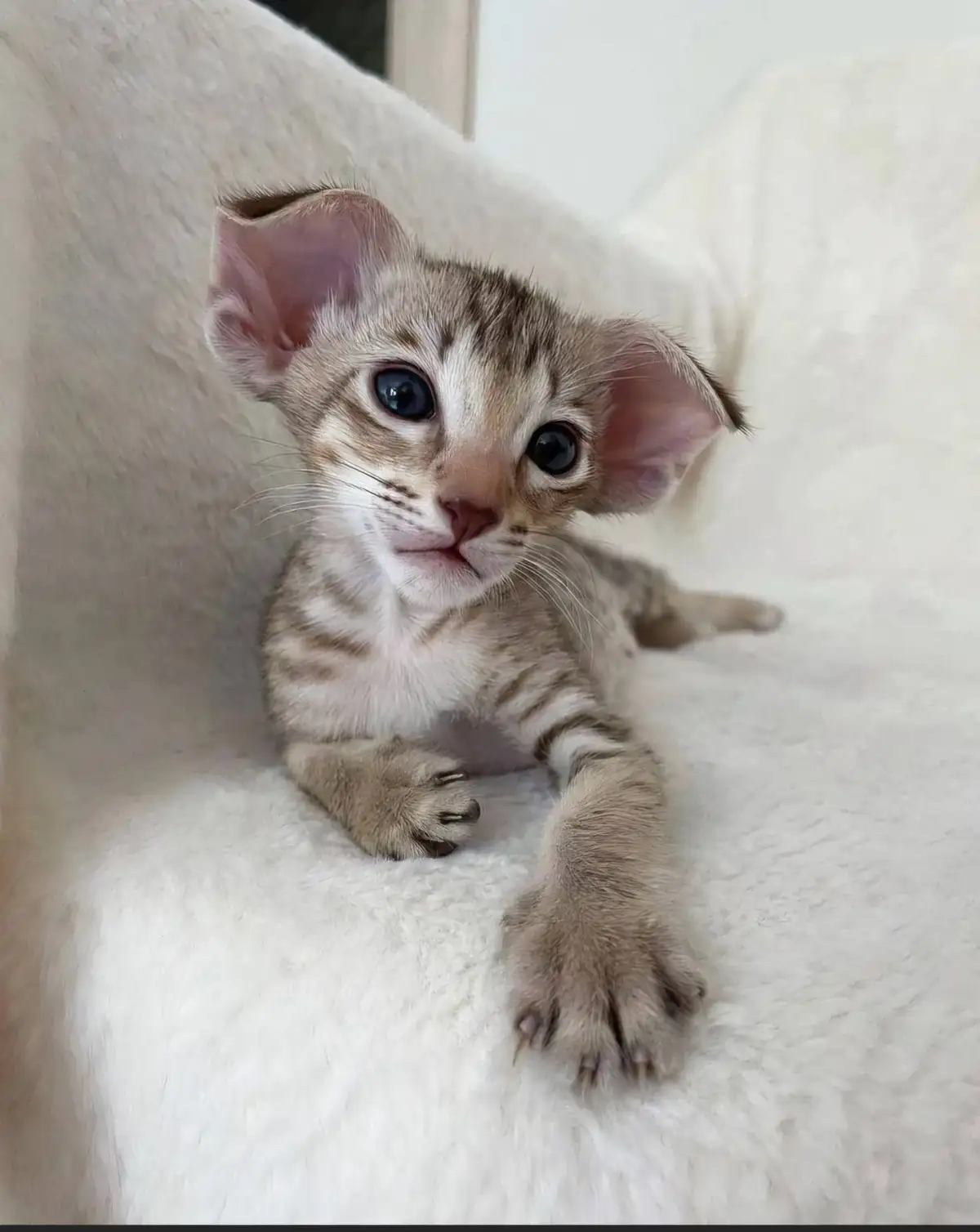 A small, fluffy kitten with large, expressive blue eyes and oversized ears is lying on a white, textured blanket. The kitten…