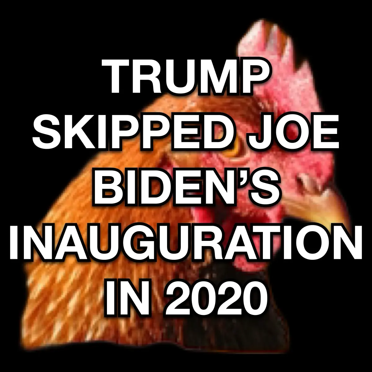 A close-up image of a rooster's head with a black background, overlaid with bold white text stating 'TRUMP SKIPPED JOE…