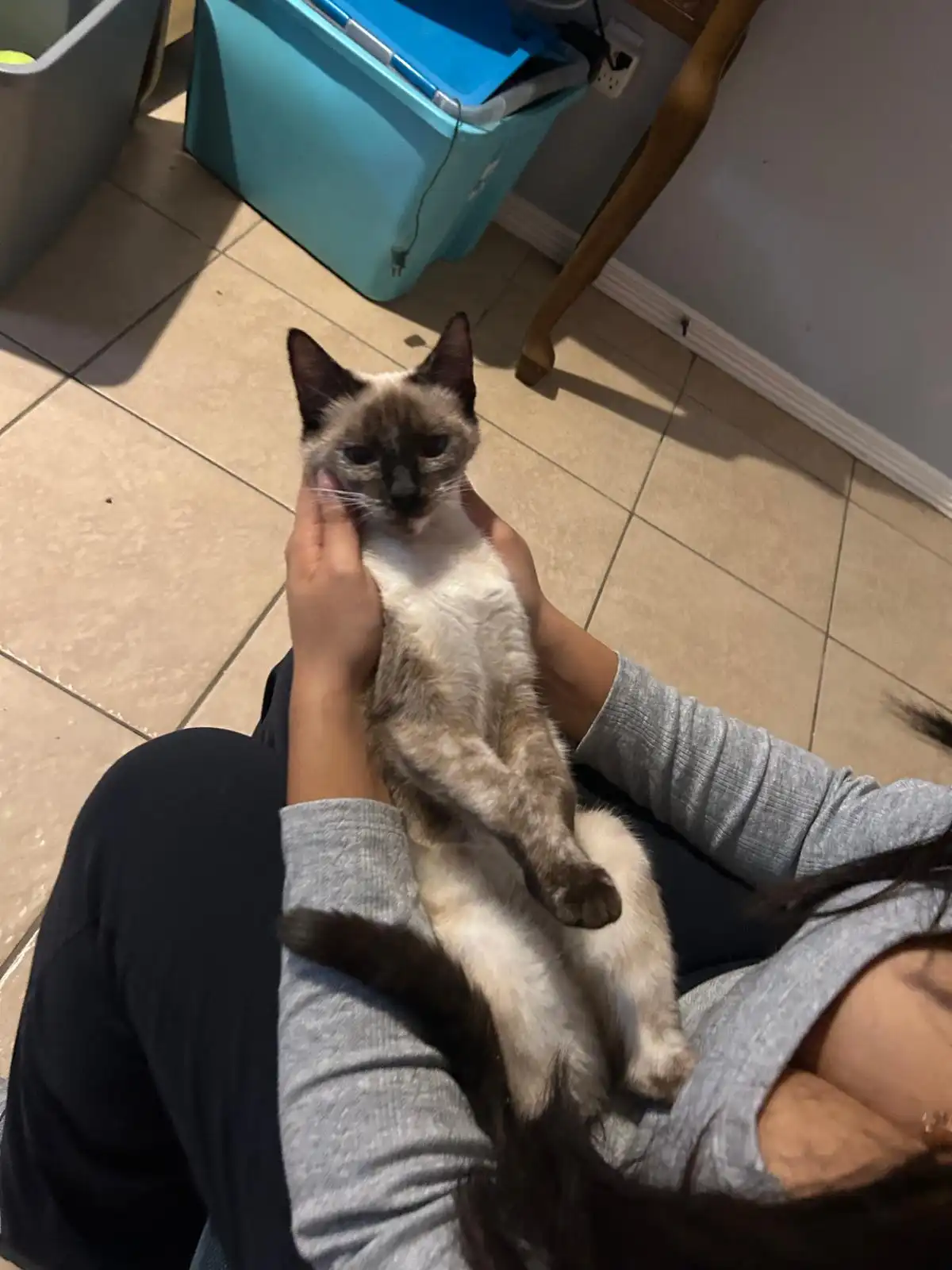 A person holds a Siamese cat with a displeased expression while stroking its cheek; the cat's face is visible and the…