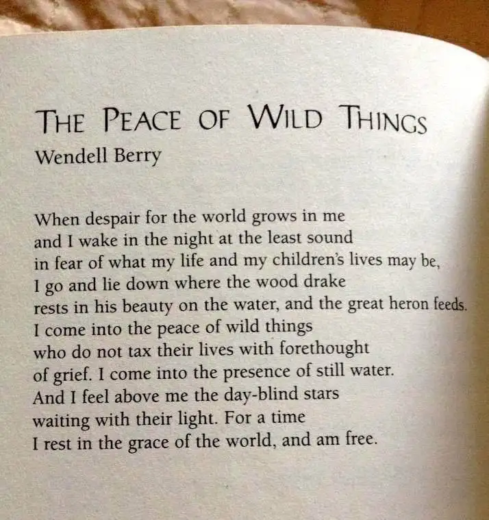 A close-up photo of an open book page displaying Wendell Berry's poem 'The Peace of Wild Things,' with the full text clearly…