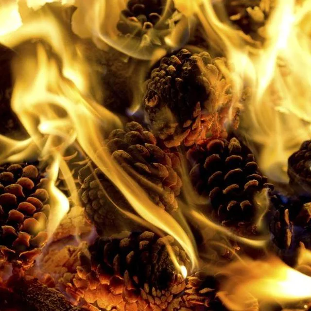 A close-up photograph shows numerous pine cones engulfed in bright yellow and orange flames, with smoke rising around them…