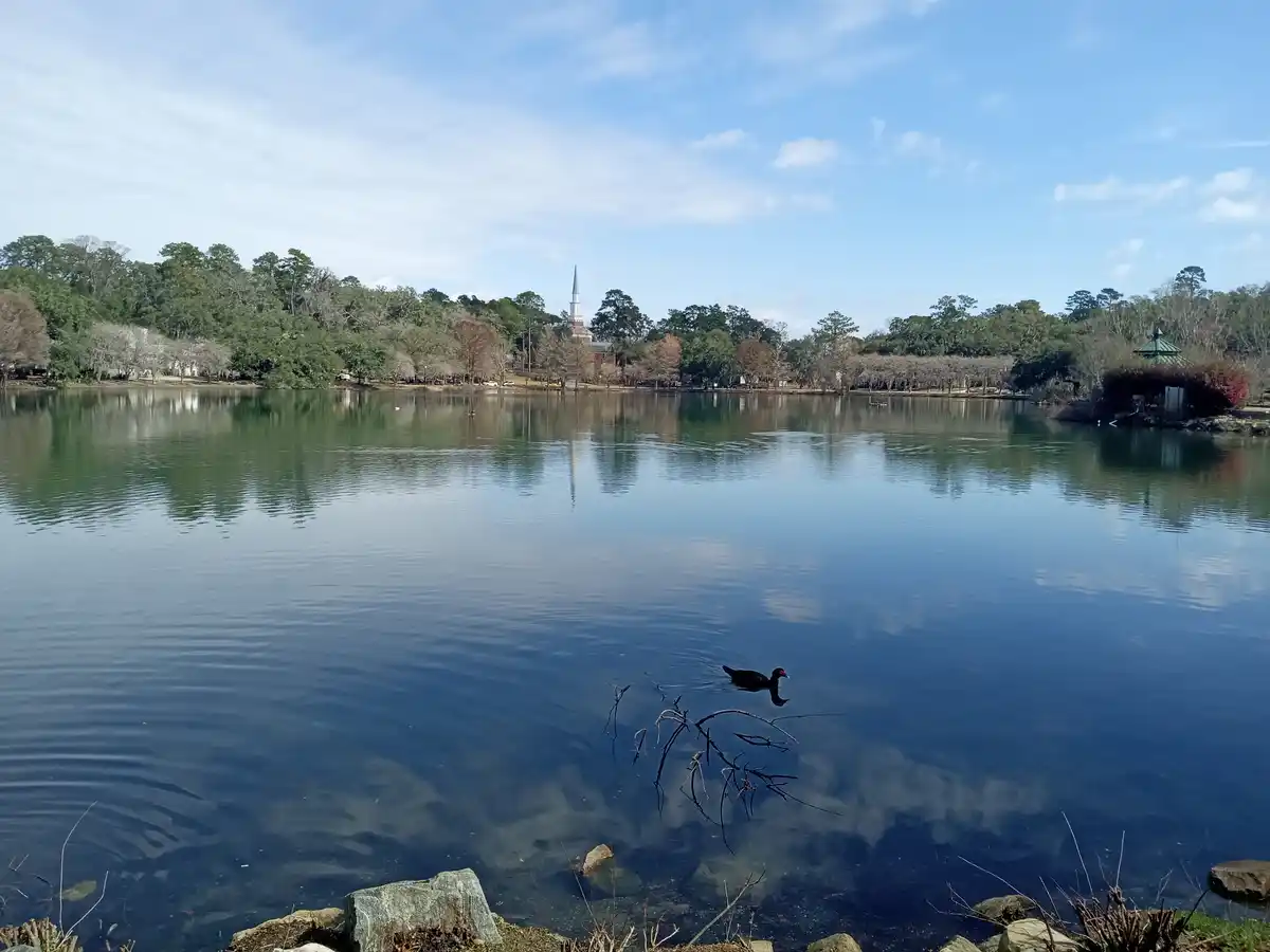 A serene lake scene with a black bird, likely a duck, swimming in the foreground. The background features trees, a church…