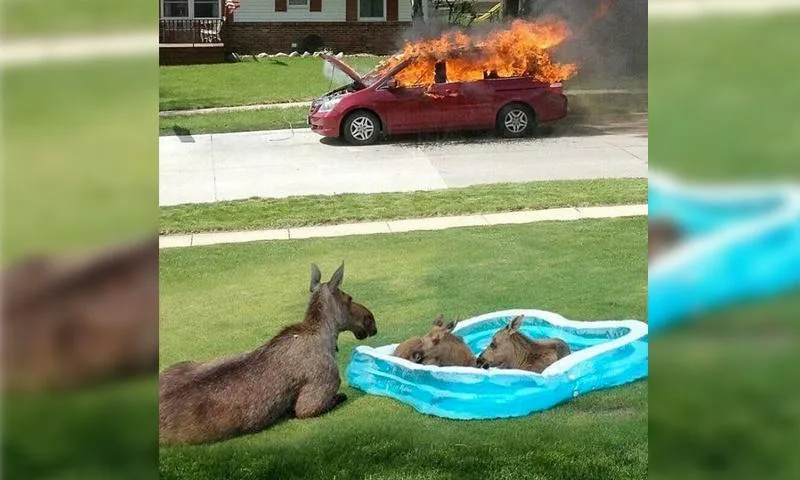 A red car is engulfed in flames on a residential street, while in the foreground, a mother moose and her two calves are…