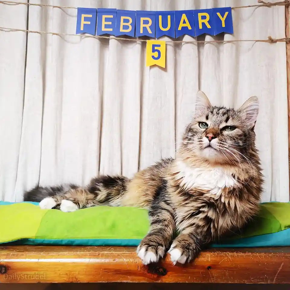 A fluffy tabby cat with green eyes lounges on a green cushion atop a wooden surface, looking bored or unimpressed. Behind…