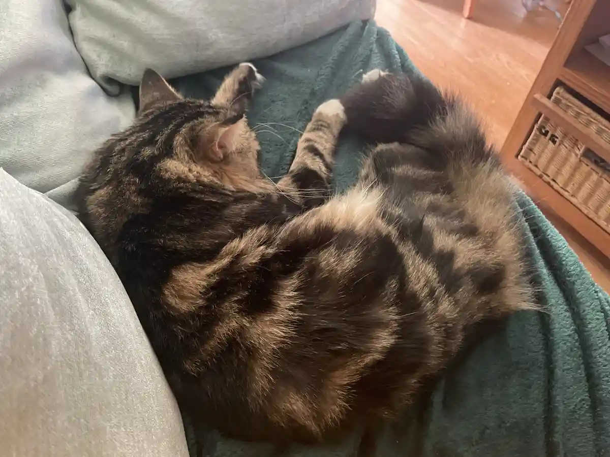 A fluffy tabby cat is curled up sleeping on a teal blanket, with its paws tucked near its face and its body wrapped in a…